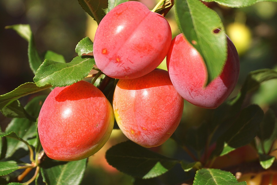 Plums Fruit Mirabelle Free photo on Pixabay Pixabay