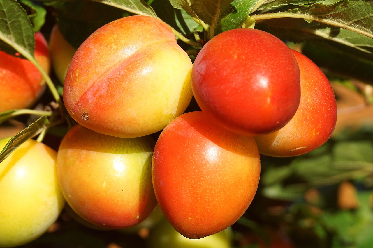 Fruit Plums Mirabelle Free Photo On Pixabay Pixabay
