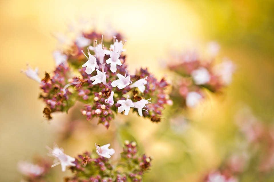 Orégano Flores Natureza - Foto gratuita no Pixabay - Pixabay