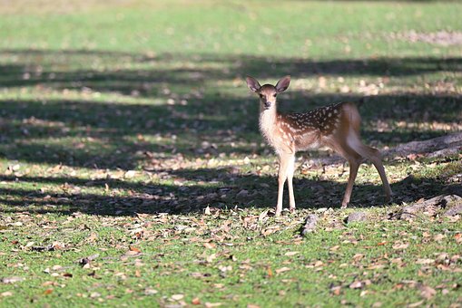 Animal, Cervo, Natureza, Mamífero