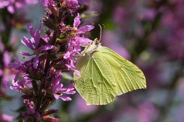 Free Insect Butterfly photo and picture