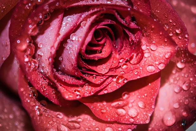 Free Flower Botany photo and picture