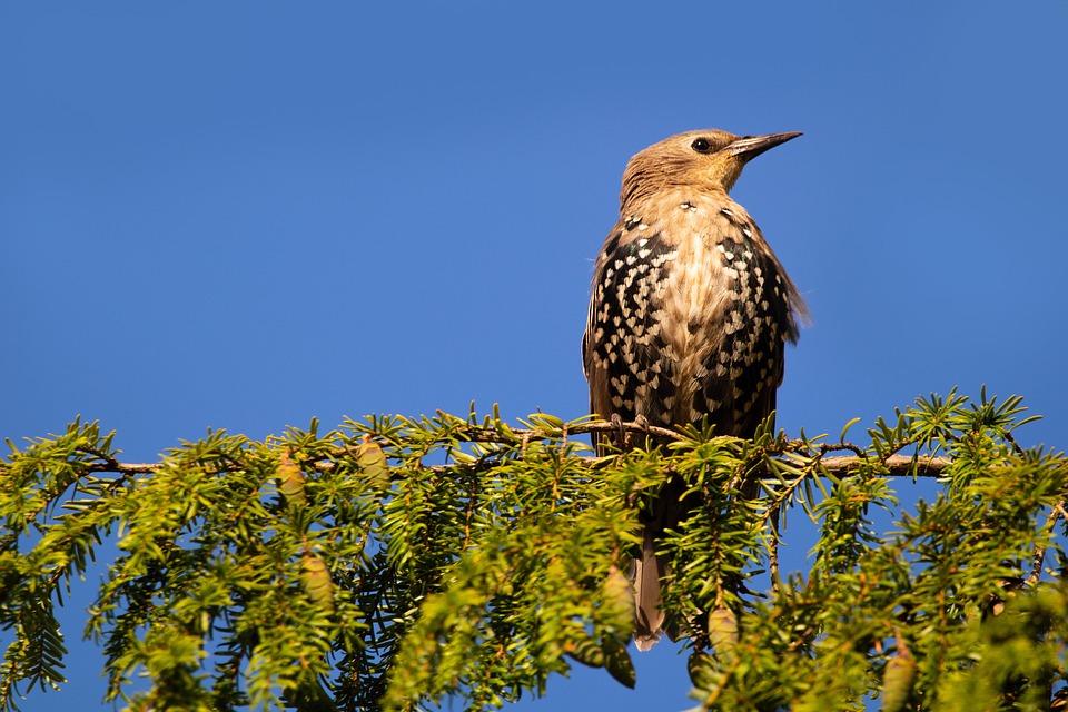 Bird Star Beak - Free photo on Pixabay