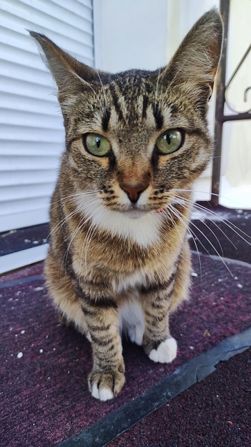 Free Cat Cute photo and picture