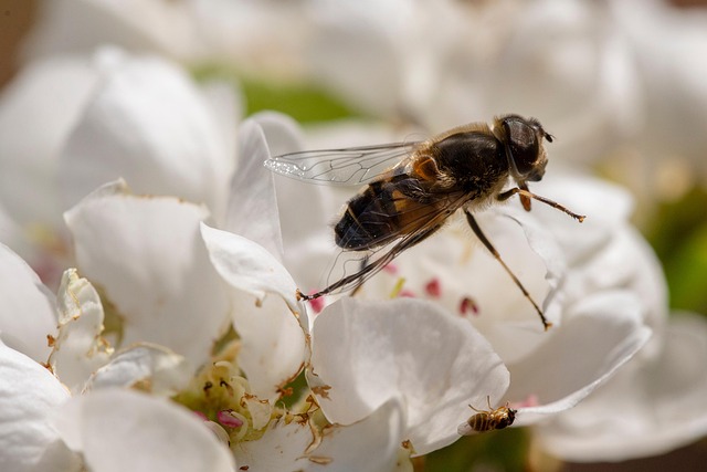 Insekt, Blomst Tapet, Flyve