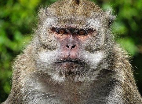 Animal, Macaco, Primata, Espécies