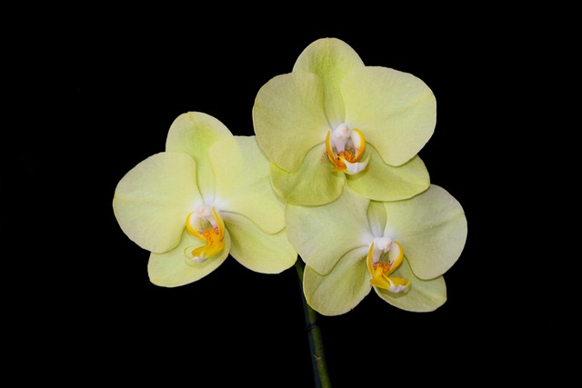 Free Orchid Botany photo and picture