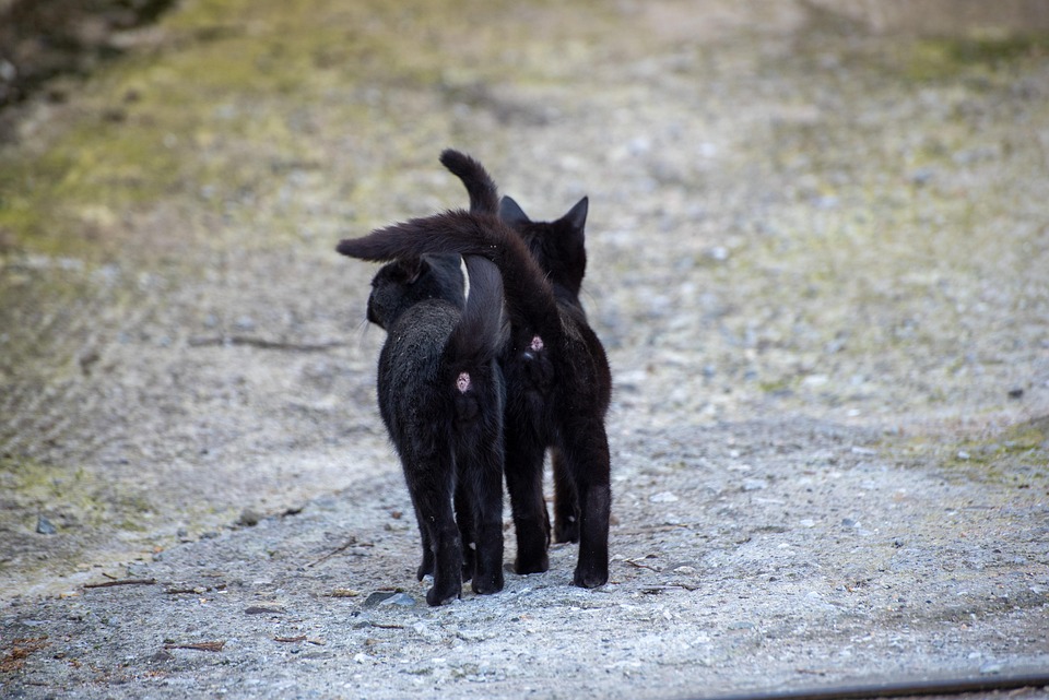 cats-7371201_960_720.jpg