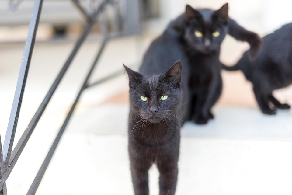 猫 宠物 黑猫 - Pixabay上的免费照片 - Pixabay