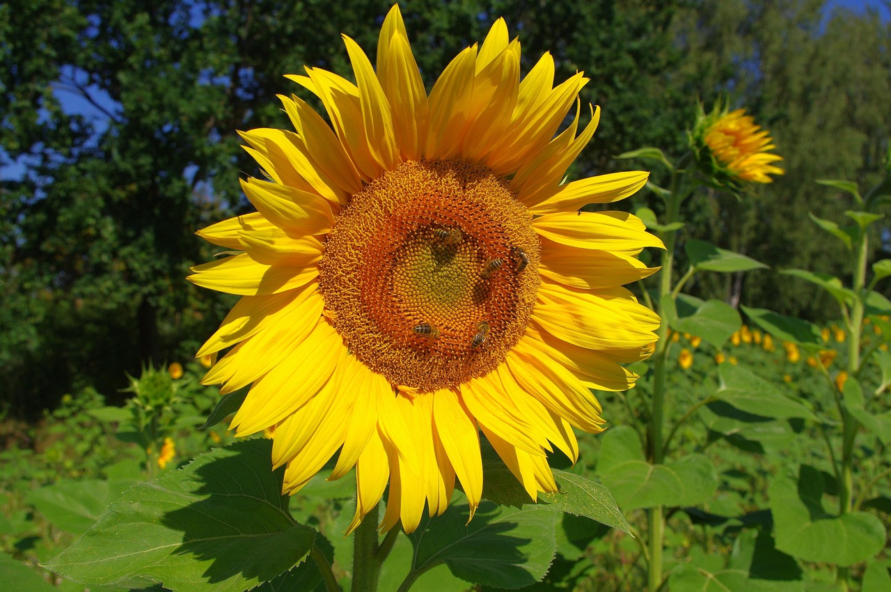 Sunflower Flower Bee - Free photo on Pixabay - Pixabay