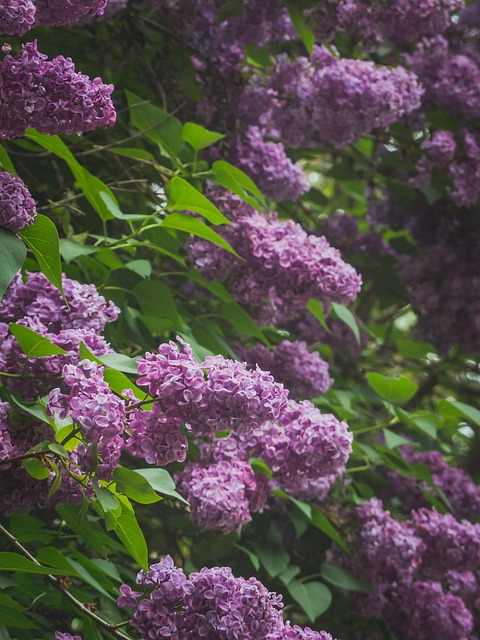 Lila, Blühen, Blüte, Blumen, Blütenstand