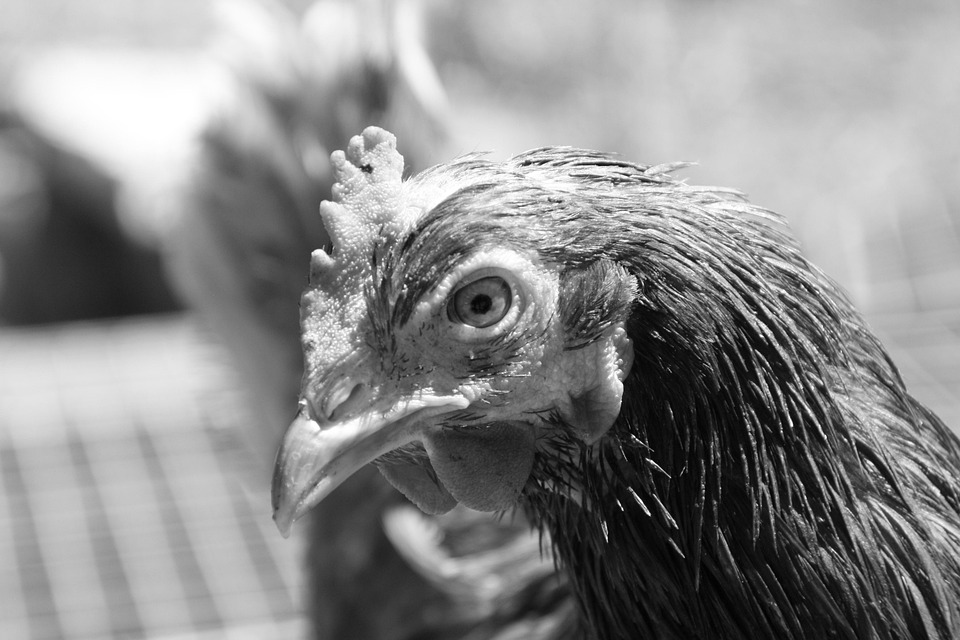 Chicken Hen Bird Free photo on Pixabay Pixabay