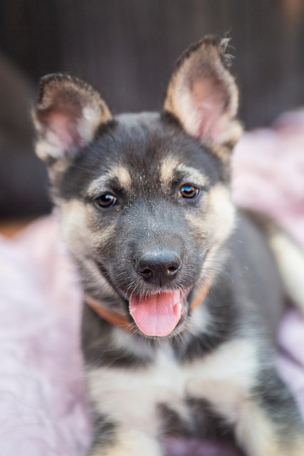 Free Puppy Husky photo and picture