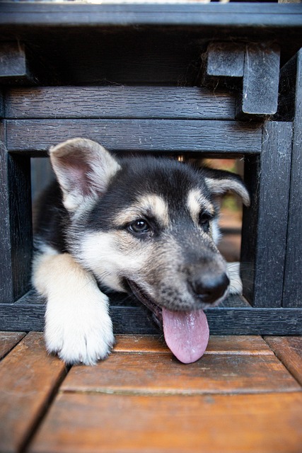 Free Puppy Husky photo and picture