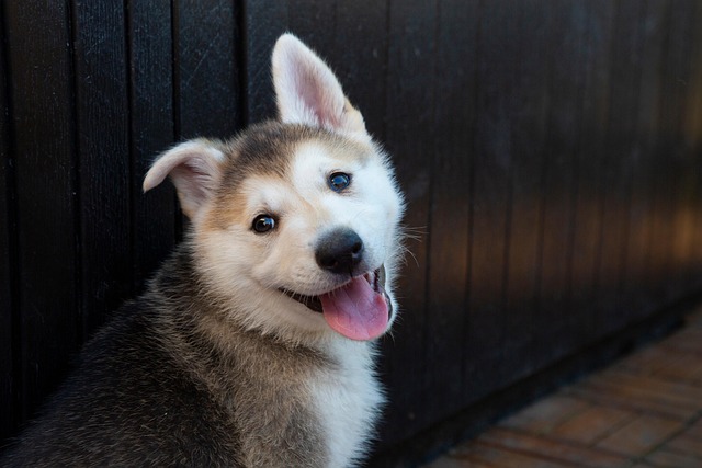 Free Puppy Husky photo and picture