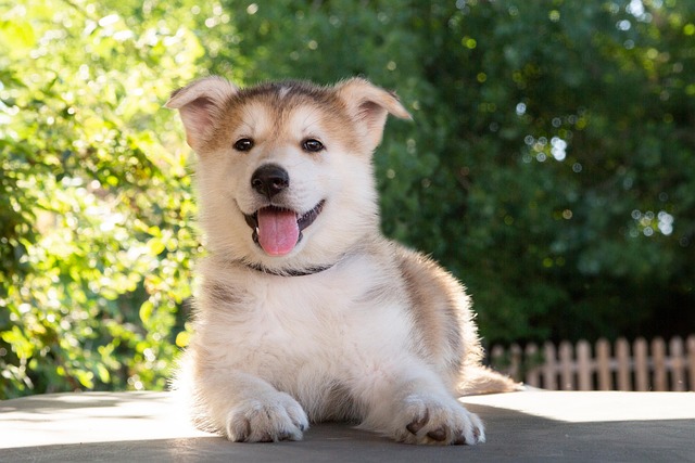 Free Husky Puppy photo and picture