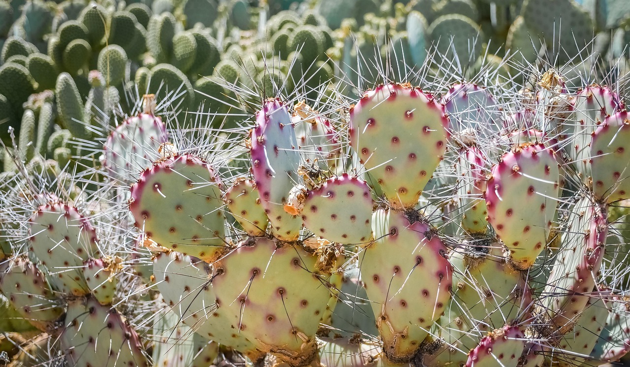 Red Cactus Thorns - Free photo on Pixabay - Pixabay