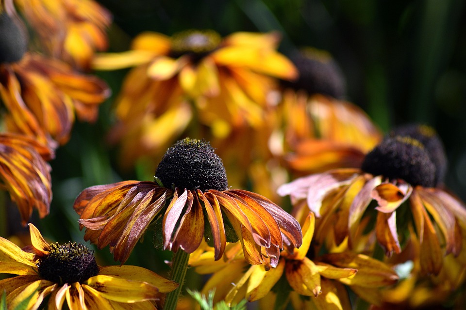 flowers-7372228_960_720.jpg