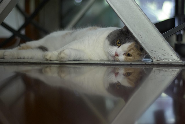 Free Cat Pet photo and picture