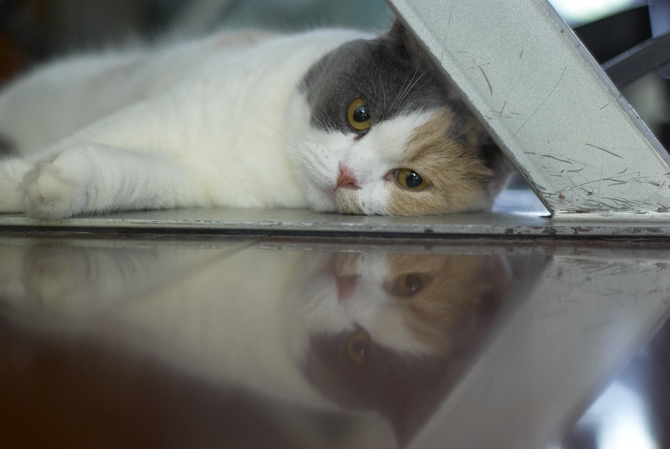 cat-7372275_960_720.jpg