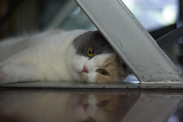 Free Cat Pet photo and picture