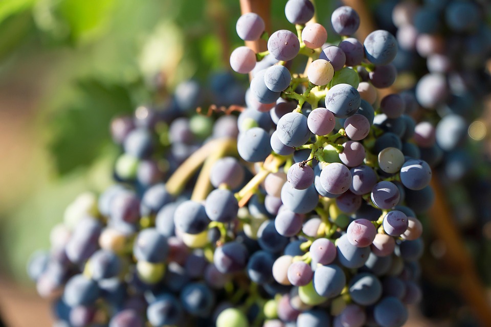 grapes-7372304_960_720.jpg