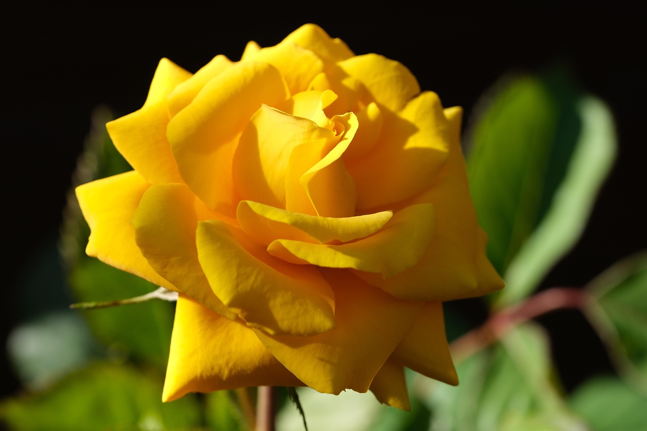 Rose Yellow Flower - Free photo on Pixabay - Pixabay