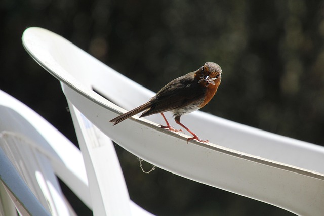 Free Robin Bird photo and picture