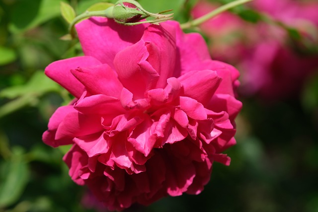Trandafiri Roz Flori - Fotografie gratuită pe Pixabay - Pixabay