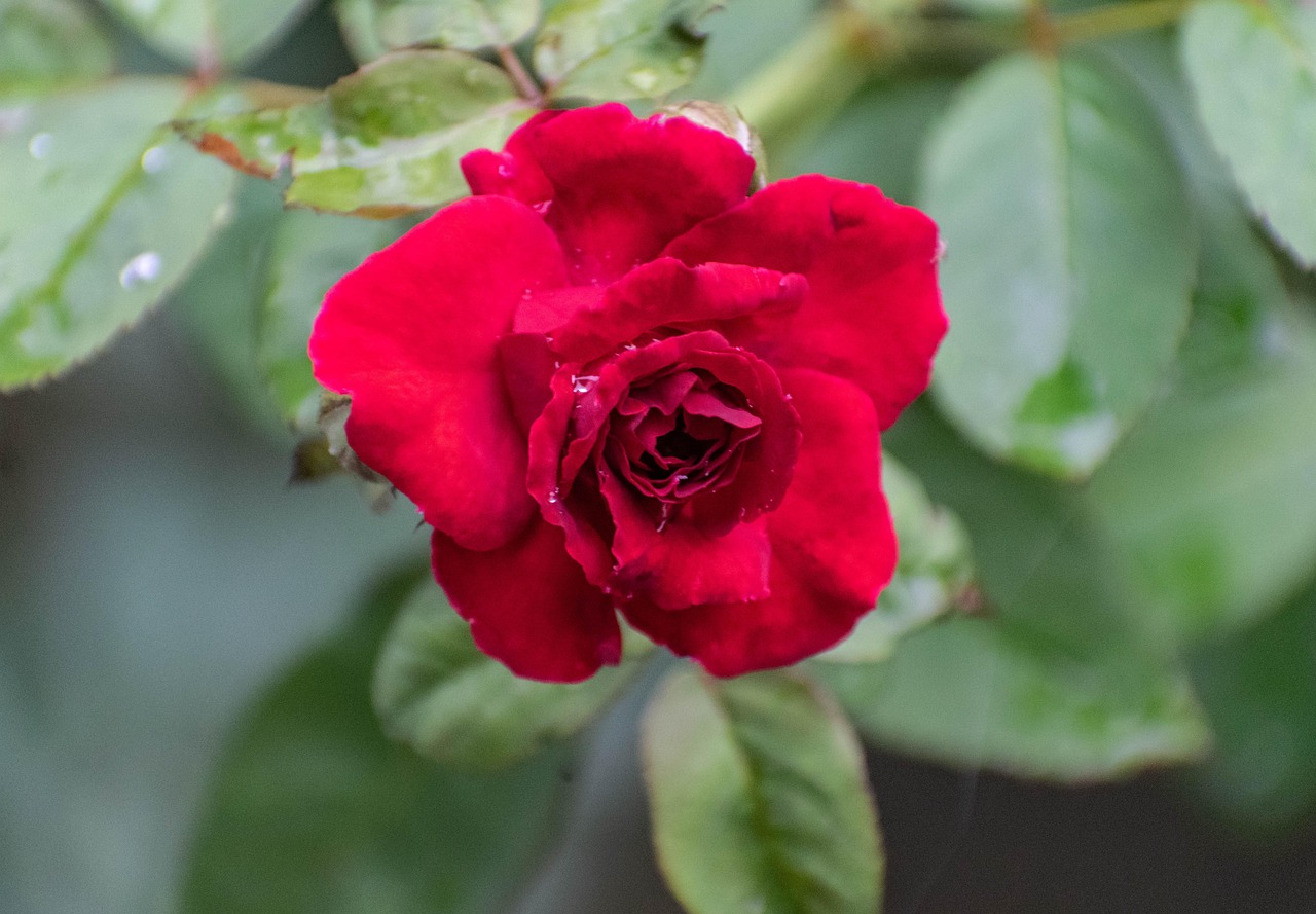 Red Flower Rpse Red Rose Flower - Free photo on Pixabay - Pixabay
