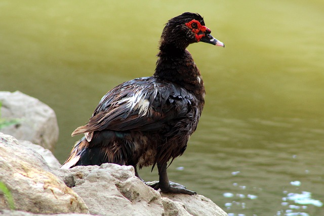 Free Bird Ornithology photo and picture