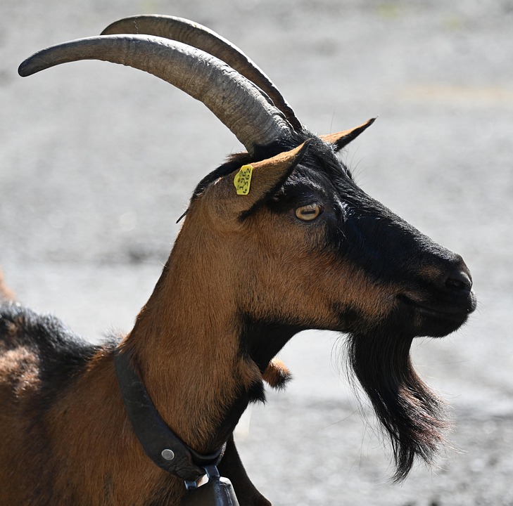 Goat Billy Desire - Free photo on Pixabay