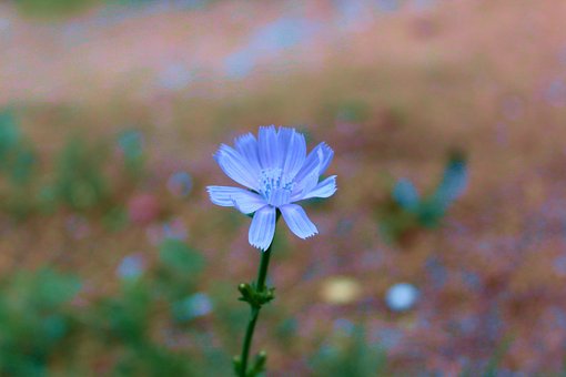 Free Blue Flower Flower illustration and picture