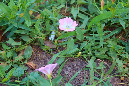 Free Rose Flower Flower illustration and picture