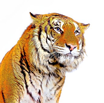 Tiger, Dyreliv, Dyr, Pels, Striber