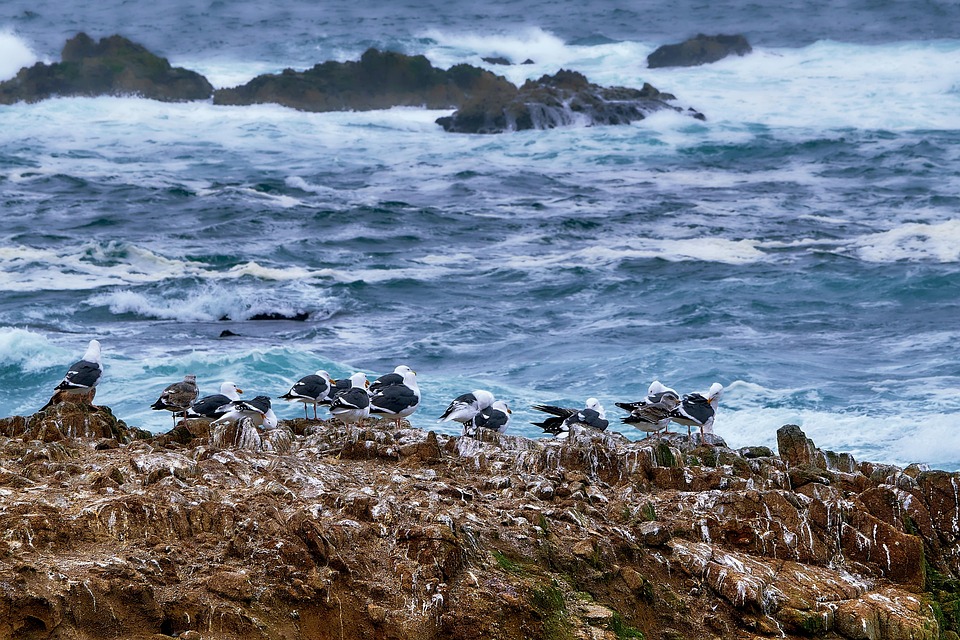 birds-7373347_960_720.jpg