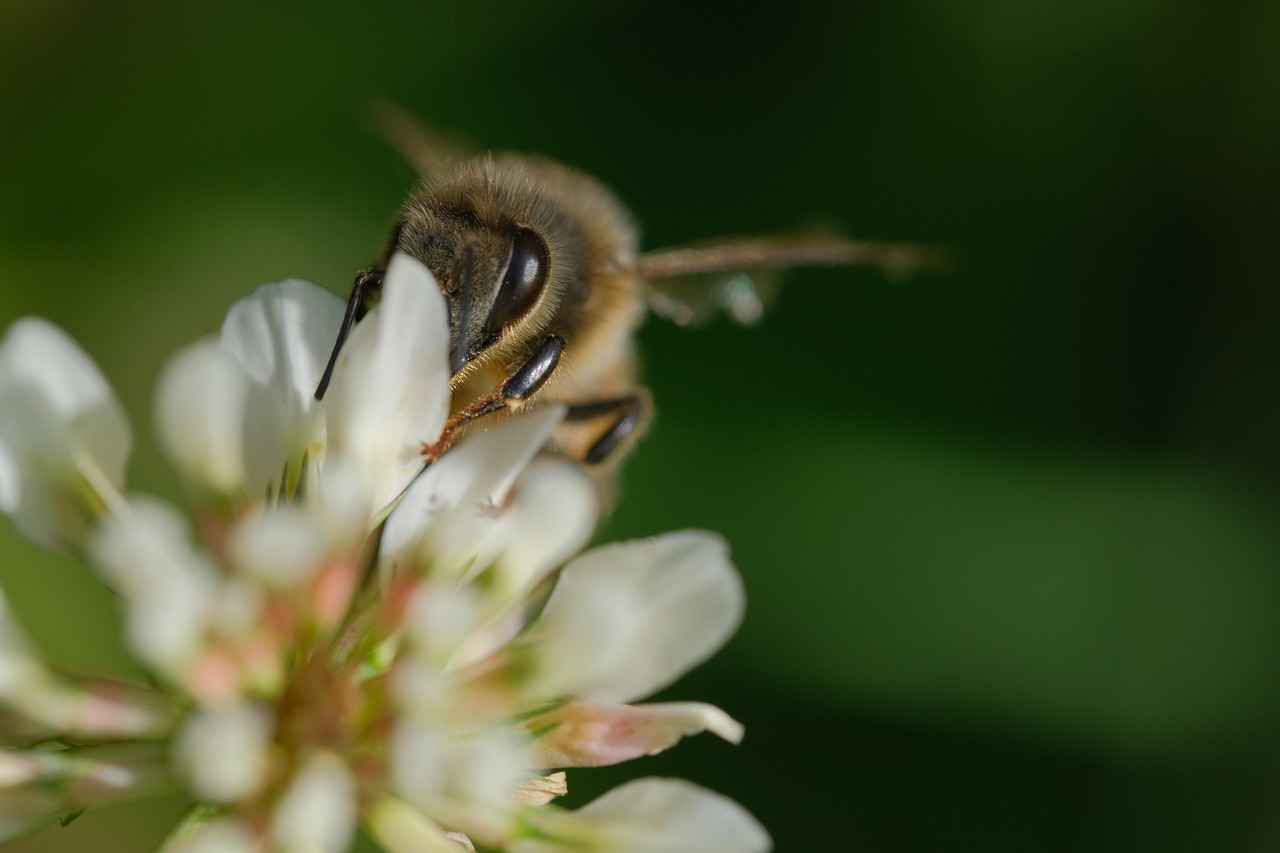Bee Clover Pollination Free photo on Pixabay Pixabay