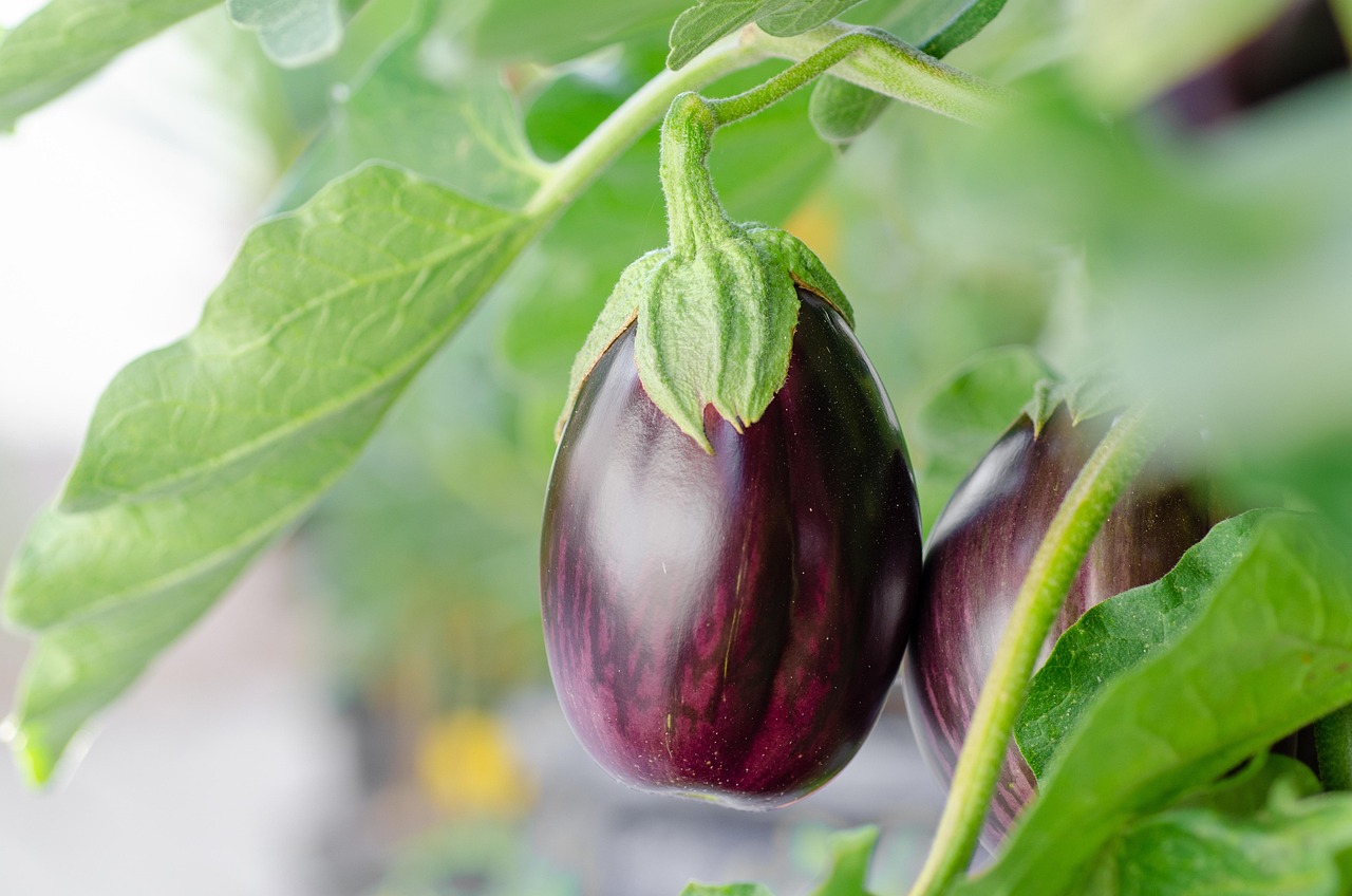 500 Kostenlose Eggplant Aubergine Fotos Pixabay