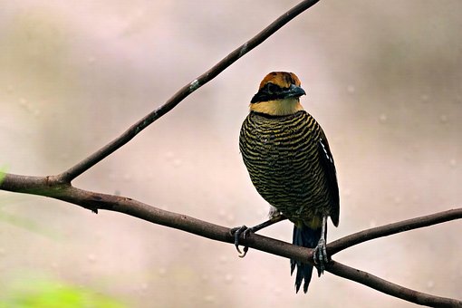 Javan Image 30+ Free Javan & Animal Images - Pixabay