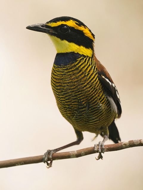Javaanse Gestreepte Pitta, Vogel, Zitten