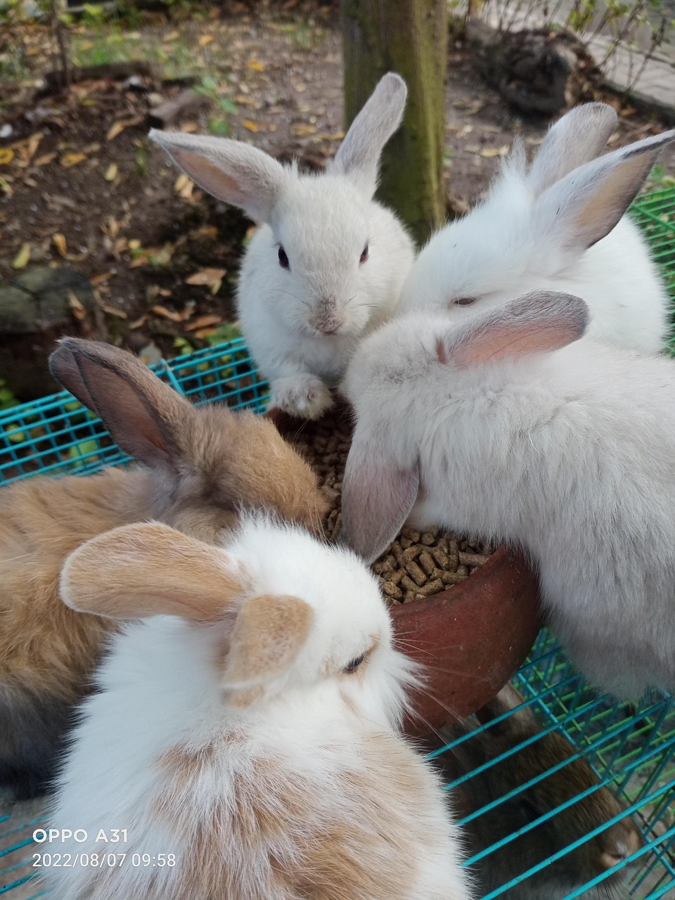 Cute Rabbit Pet - Free photo on Pixabay - Pixabay