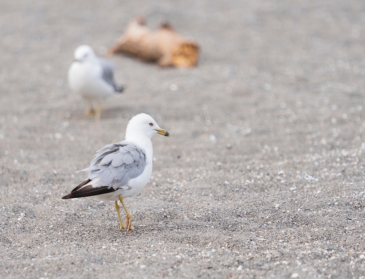 Camar Burung Pantai - Foto gratis di Pixabay - Pixabay