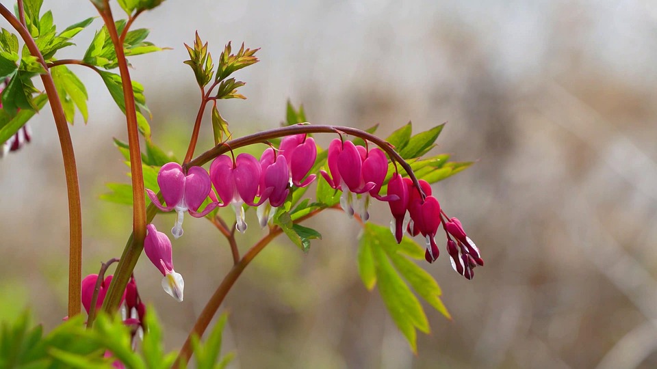 flowers-7374317_960_720.jpg