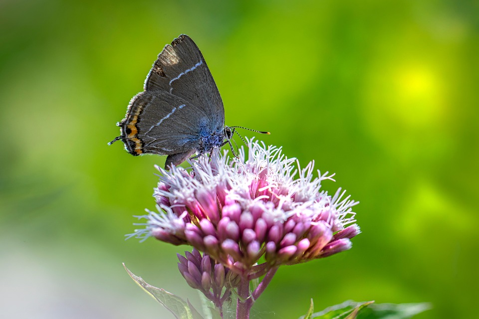 Flower Butterfly Pollinate Free photo on Pixabay