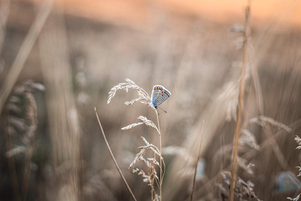 common-blue-7374398_960_720.jpg