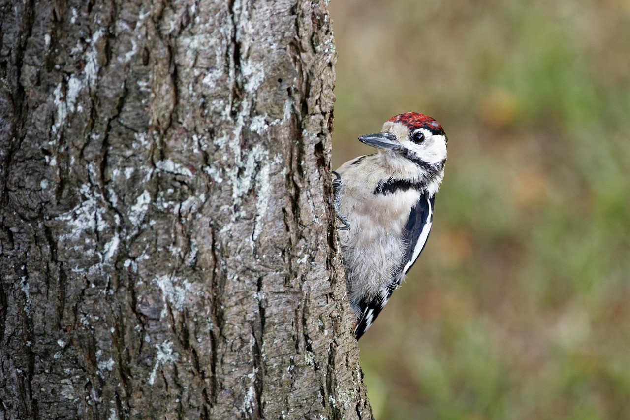 Great Spotted Woodpecker - free online jigsaw puzzle photo