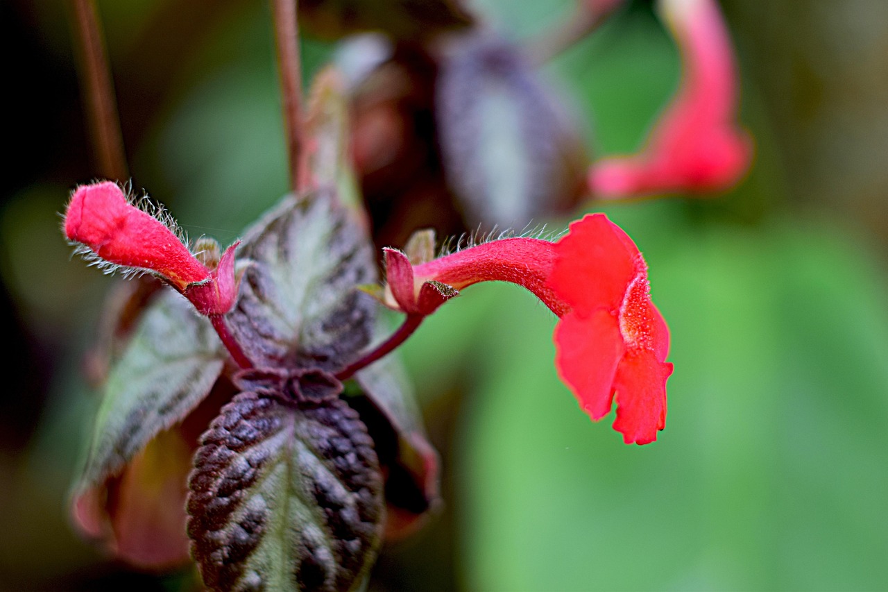Plante En Pot Fleur Rouge Fleurir - Photo gratuite sur Pixabay - Pixabay
