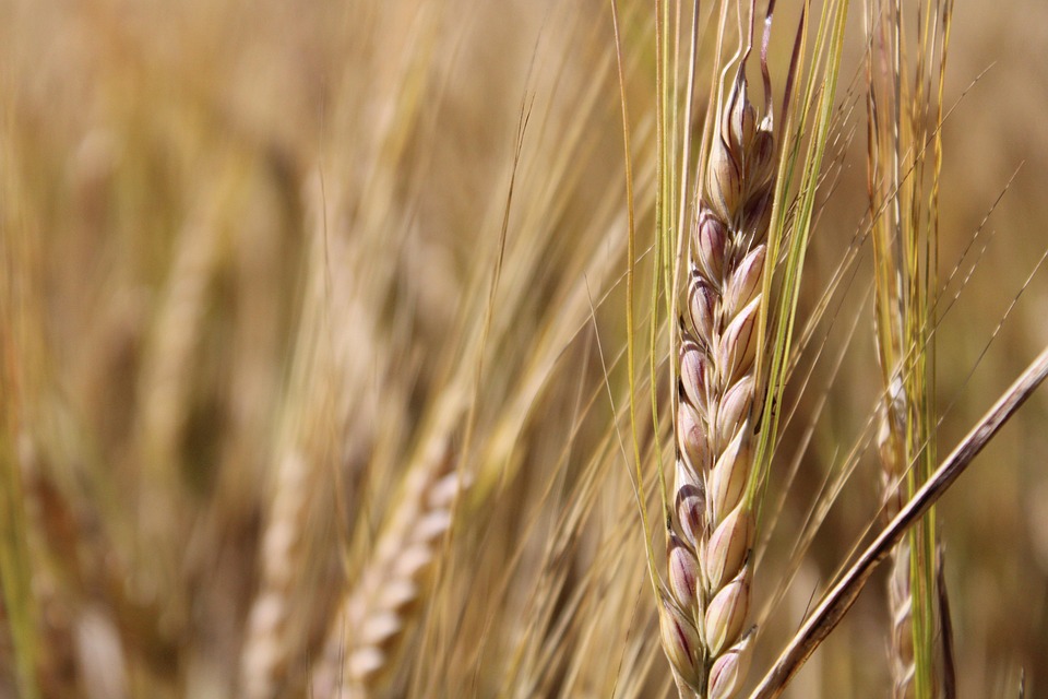 agricultural-7374538_960_720.jpg