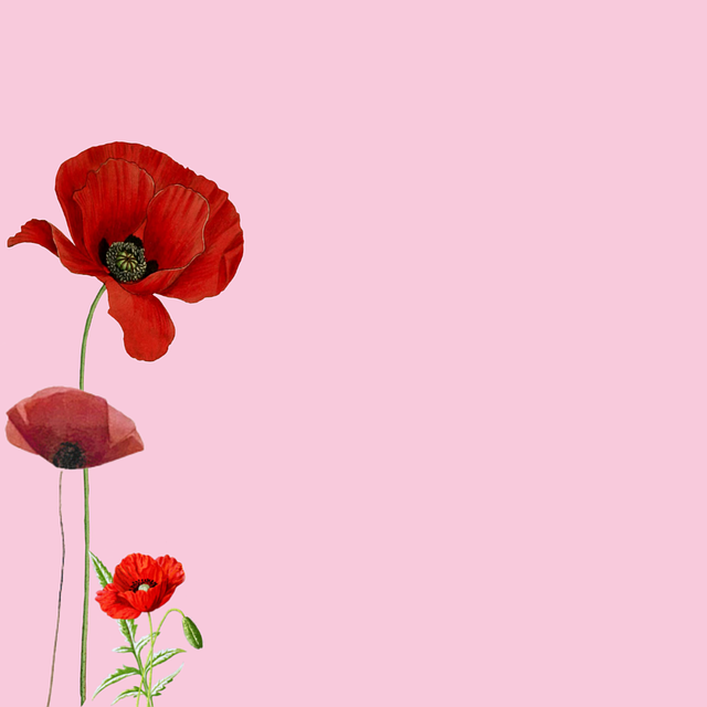 Blume, Mohn, Wiese, Prärie, Mohnblumen