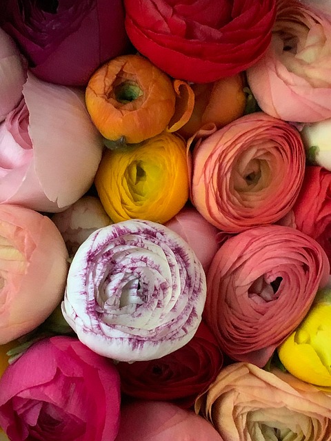 Free Background Flowers photo and picture